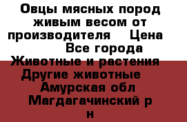 Овцы мясных пород живым весом от производителя. › Цена ­ 110 - Все города Животные и растения » Другие животные   . Амурская обл.,Магдагачинский р-н